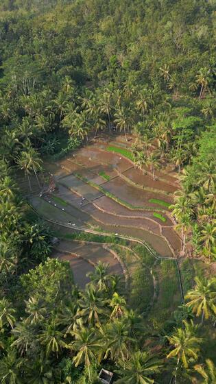Aerial View Of Picturesque Rice Terraces On Java Island In Indonesia ...