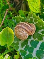 Eobania vermiculata, commonly known as the Mediterranean garden snail, is gracefully perched on a vibrant plant leaf. The intricate patterns and textures of the snail's shell contrast with the foliage photo