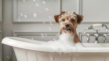 Yorkshire Terrier in white tub with bubbles, enjoying bath time and pet grooming photo