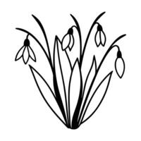 patch of snowdrops vector