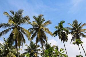 Tropical landscape with coconut palm trees against blue sky. View through palm trees silhouettes. Tropical paradise image for poster or postcard. Travel and tourism photo