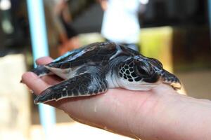 newborn turtle lies on hand. Worker examines baby turtle in nest. Turtle farm for sea turtle conservation and rescue in Sri Lanka. Turtle close-up photo