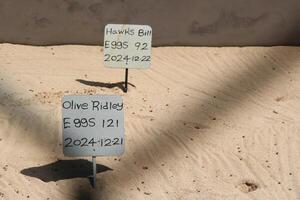 Unawatuna, Sri Lanka - January 7, 2025 Signs with the number, date and name of the turtle clutch on the sand at the turtle hatchery conservation center photo