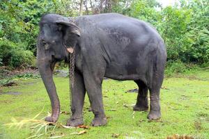 captive elephant stands in a lush green environment, restrained by chains around its neck and leg. The image highlights wildlife captivity and conservation concerns in natural habitats photo