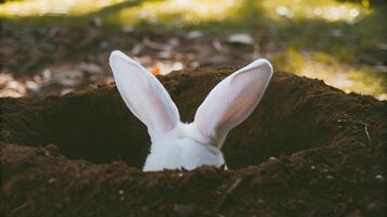 White rabbit ears emerging from a burrow in a natural outdoor setting. Easter and wildlife concept photo