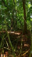 Tranquil FPV Flight through tropical rainforest with large, old tree in Thailand video