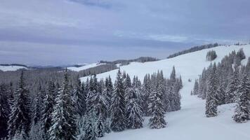 Flying over the forest and mountains in winter. Snowy tree branch in a view of the winter forest. Aerial footage video
