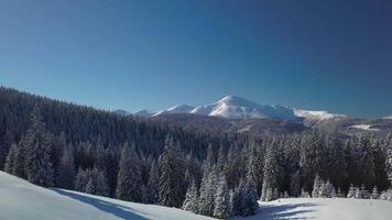 Flying over the forest and mountains in winter. Snowy tree branch in a view of the winter forest. Aerial footage video