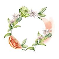 Grapefruit and bergamot citrus fruits with jasmine flowers on watercolor stain isolated in wreath. Hand drawn red and green juicy summer plants in botanical sketch style for package, greeting. vector