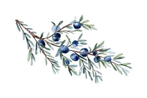 Juniper branch and berries watercolor illustration isolated on white. Greenery coniferous in soft colors hand drawn. Delicate evergreen plant twig in botanical sketch for label gin, foliage design. vector
