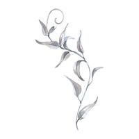 Leaves on wavy liana watercolor illustration isolated on white. Greenery vine in soft colors hand drawn. Curly branch in sage green painted in botanical sketch for nature background, foliage design. vector