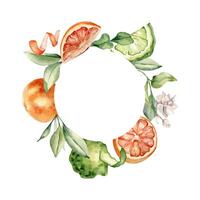 Various citrus ripe and leaves in circle frame. Bergamot and grapefruit tree branches watercolor illustration isolated. Hand drawn fruits and jasmine flowers in botanical sketch style for package. vector