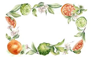 Mixed ripe citrus fruit and jasmine in frame. Grapefruit and bergamot watercolor illustration isolated. Hand drawn bright plants and flowers in botanical sketch for package, summer floral invitation. vector