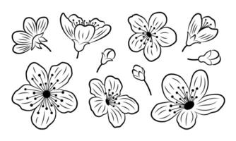 Set of black outlines of sakura flowers and buds. Spring cherry bloom blossom contour, isolated elements. Botanical ink line design illustration vector