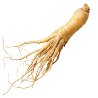 A Single Ginseng Root with Extensive Root System png