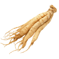 Dried Ginseng Roots Displaying Complex Root System png