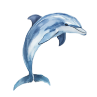 A Watercolor Painting Of A Dolphin Leaping png