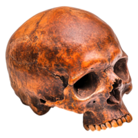 Realistic Skull Model Displaying Intricate Surface Textures png