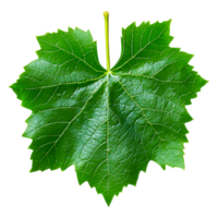 Close-Up Green Leaf with Intricate Veins and Textured Surface png