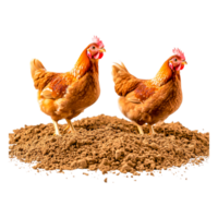 Two Colorful Chickens Standing on Brown Dirt Background png