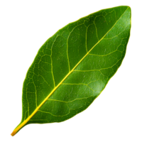 Fresh Green Leaf with Veins and Texture on a Black Background png