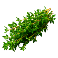 Fresh Green Thyme Herb on for Culinary Uses png