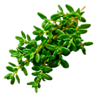 Fresh Thyme Herb Bunch Isolated on Clear Background for Cooking png