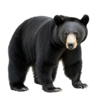 Majestic black bear standing with powerful limbs and thick fur symbolizing wilderness and the aweinspiring strength of untamed nature png