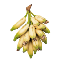 Fresh bunch of small ripe bananas symbolizing nutrition and the tropical sweetness of natures bounty png