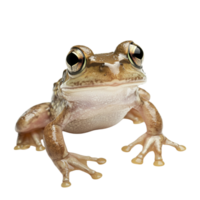 Small brown frog with large expressive eyes symbolizing nature and the fascinating diversity of amphibian life png