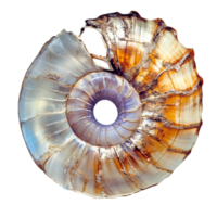 Beautiful fossilized ammonite shell with a spiral pattern and iridescent hues symbolizes history evolution and the fascinating wonders of nature png