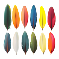 Collection of multicolored feathers arranged in a neat pattern symbolizing nature diversity and the delicate beauty of avian plumage png