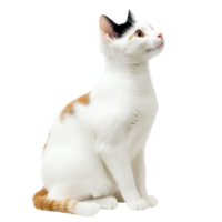Cat sitting gracefully with its head tilted upward gazing curiously representing elegance independence and the inquisitive nature of felines as they observe their surroundings with keen attention png