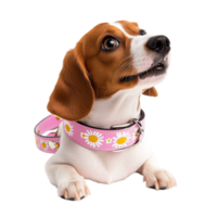 Cute beagle puppy with soft fur and big curious eyes wears a pink floral collar while looking up with an innocent expression png