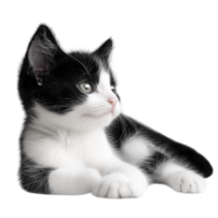 Adorable black and white kitten with bright curious eyes and soft fur exudes charm and playfulness making it a delightful companion for pet lovers png