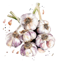 Fresh bundle of garlic bulbs with white papery skin and slightly purple streaks is loosely gathered png