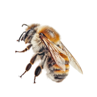 Fuzzy honeybee with translucent wings and tiny black legs is captured in midflight collecting nectar png