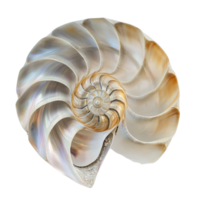 Spiral nautilus shell with a smooth pearly surface displaying a naturally perfect mathematical pattern in its structure png