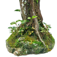 Small tree trunk covered in green moss and tiny plants rests on a patch of rich damp soil png