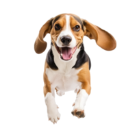 Happy beagle dog running towards the camera with its ears flopping and tongue out displaying pure joy and energy png
