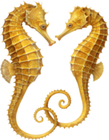 Underwater Seahorse Clipart for Fun Ocean Party Themes. . png