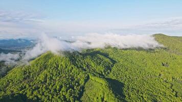 fabulous landscape from a height on the clouds moving on top of a mountain covered with green forests. A drone view of a fabulous mountain landscape with morning clouds moving. video