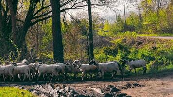 A shepherd grazes a flock of sheep. A flock of sheep moves through the countryside and with a beautiful landscape. video