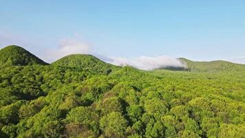 Morning fog in the mountains covered with green forest. Flight over the green forest and a fabulous beautiful view of the mountains that are covered with fog video