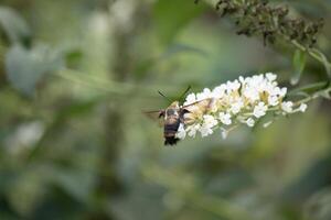 Beautiful little hummingbird clearwing moth visiting the butterfly bush for some nectar. Looking like a crayfish with wings, this tiny insect is a great pollinator as he sifts through the flower. photo
