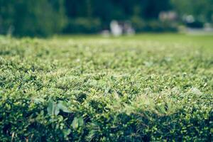 A background of lush green ivy leaves and spruce branches twine in the shape of a hedge. An evergreen plant growing against a background of unfocused nature. With space to copy photo