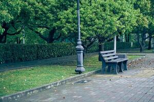 An empty bench in the park on a summer day against the background of lush foliage of trees. A quiet corner of a public park with space to copy photo