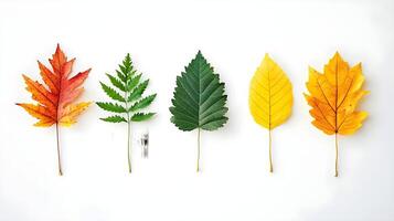 Colorful Array of Autumn Leaves on White Background Displaying Nature photo