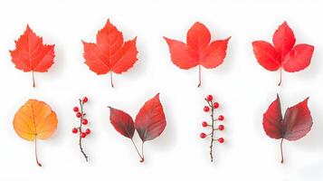 Vibrant Red Leaves and Berries on White Background for Autumn Decor photo