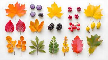 Colorful Autumn Leaves and Berries Arrangement on White Background photo